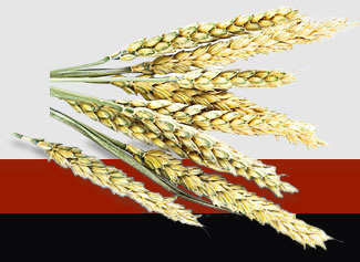 Z6���������ǲ�(�й���)���޹�˾����