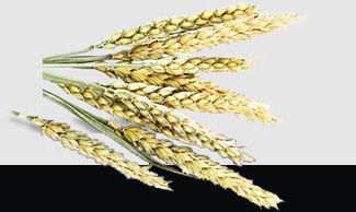 Z6���������ǲ�(�й���)���޹�˾����