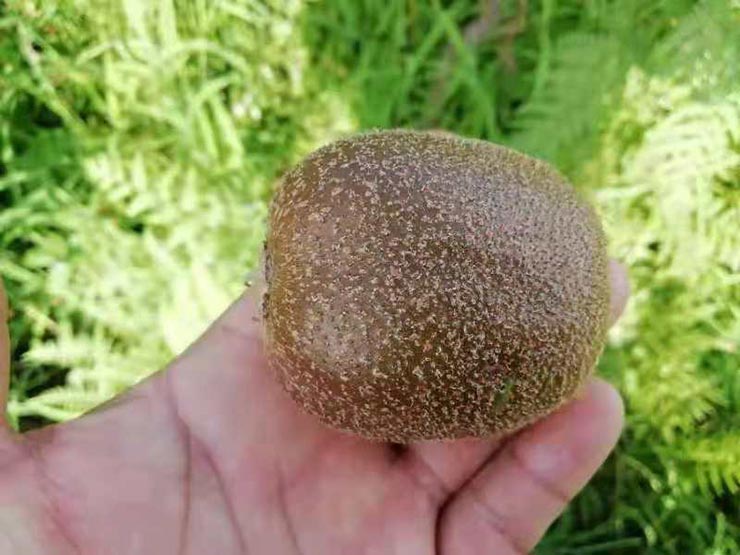 Z6���������ǲ�(�й���)���޹�˾����