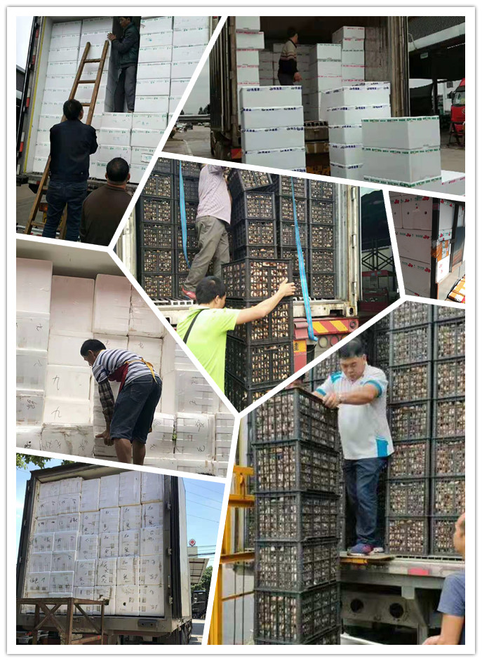 Z6���������ǲ�(�й���)���޹�˾����