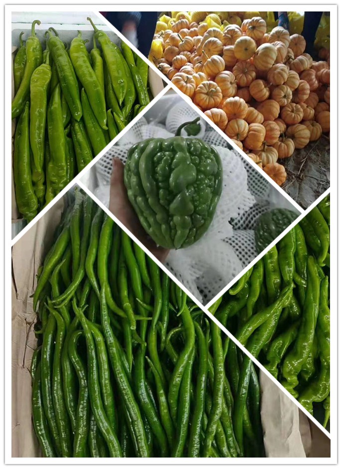 Z6���������ǲ�(�й���)���޹�˾����