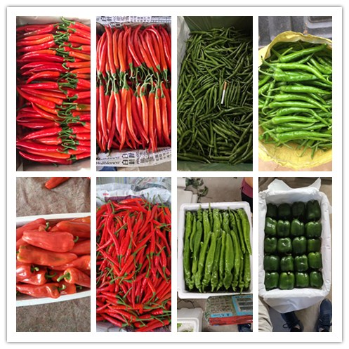 Z6���������ǲ�(�й���)���޹�˾����